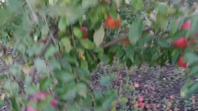 яблоки в моём саду!! / чемпион / семеренко / декоста / смотреть онлайн