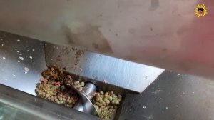 Жизнь в Испании. Сбор винограда под Валенсией.