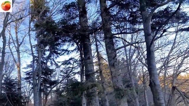 Что делать зимой, куда съездить, сходить, Походы на природу, Лаго-Наки смотреть онлайн