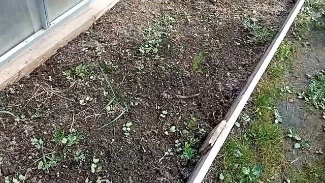 Дача - 20.04.23 г. Продолжаем весной осенние работы. Обрезаю розы. Мою теплицу. Сею капусту и салат смотреть онлайн