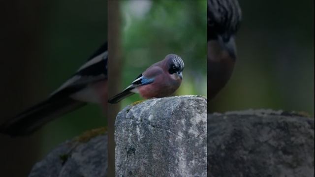 Птица Сойка | Eurasian Jay