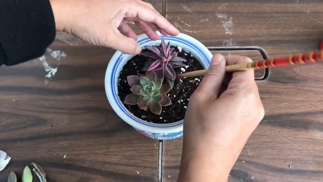 HOW TO FIX ELONGATED SUCCULENTS ( Secrets to Fast Propagation)ASMR