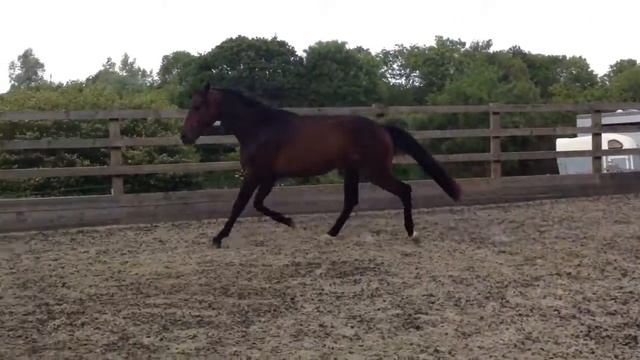 2011 gelding by samba hit Oldenburg смотреть онлайн