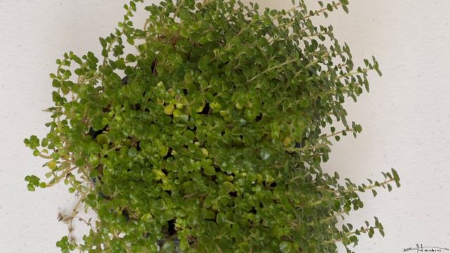 Pilea Depressa Profile, Care, Propagation смотреть онлайн