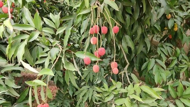 Lychee Fruit Tree | Litchi Fruit