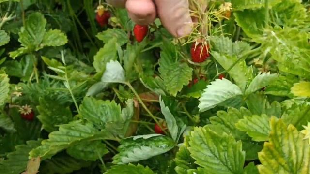 Земляника альпийская. смотреть онлайн