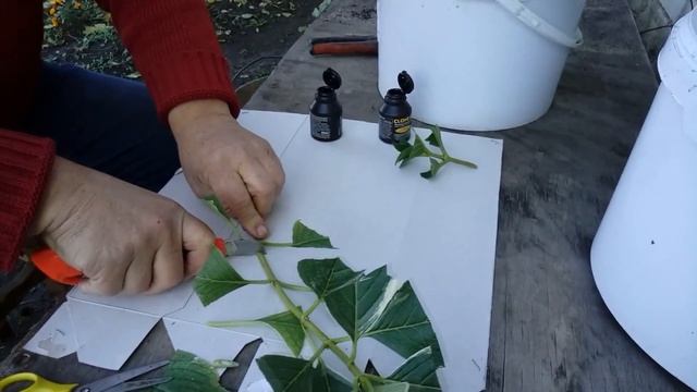 "Гортензия крупнолистная. Зимнее черенкование." смотреть онлайн