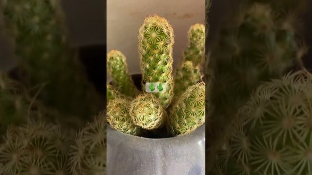 #taniacreativegarden #viral #shors #gardening 🌵🌵🎍 смотреть онлайн