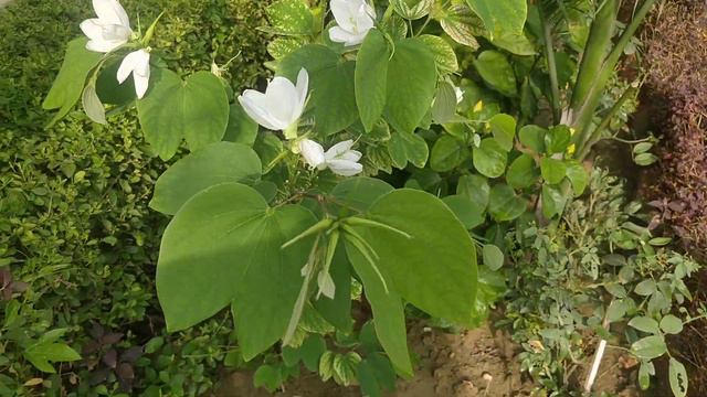 Flowering Plant with Maximum Medicinal Value : Kachnar /Bauhinia Variegata смотреть онлайн