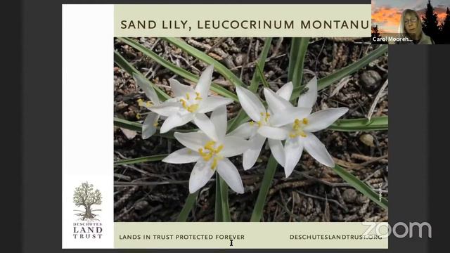 Early Spring Wildflowers Of Central Oregon