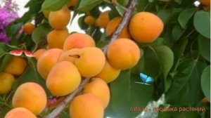 Абрикос обыкновенный Сын Краснощекого ? обзор: как сажать, саженцы абрикоса Сын Краснощекого