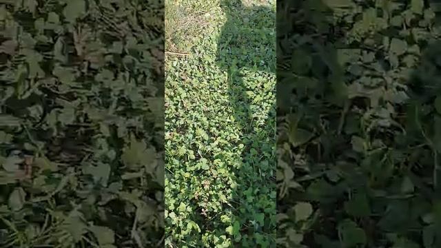 газон из клевера, дешево и просто смотреть онлайн