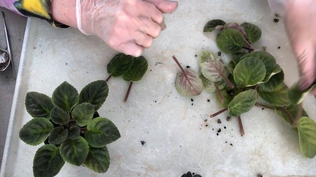 AFRICAN VIOLET needs grooming. ФИАЛКИ. НОВИЧКАМ - когда очевидно, что розетку нужно омолаживать. смотреть онлайн