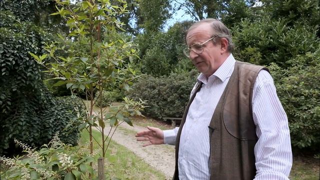 Growing Clethra - Burncoose Nurseries смотреть онлайн