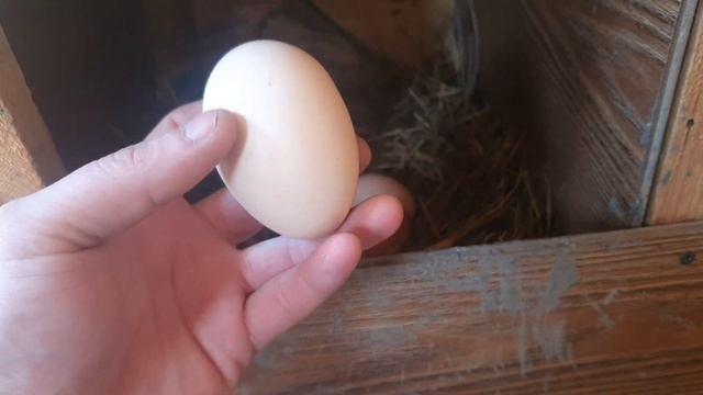 Индюшка снесла первое яйцо