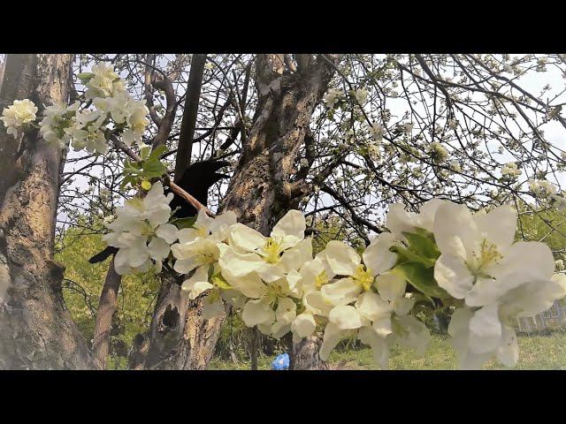 О забавных косяках "духовных" искателей.. смотреть онлайн