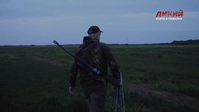 На самца косули. Припятский национальный парк. Охота в Беларуси. смотреть онлайн