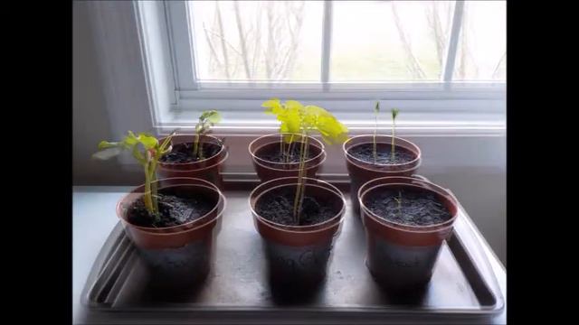 Olivia's Plant Growth Science Project смотреть онлайн