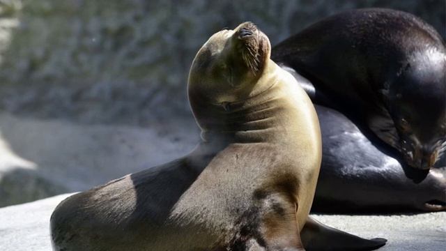 349.ЗАГАДОЧНЫЕ ОБИТАТЕЛИ ОКЕАНА | НАНДИ И БАСМАКИ | relax смотреть онлайн