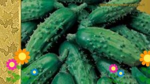 Огурец моравский Корнишон f1. Краткий обзор, описание характеристик, где купить семена Kornishon f1