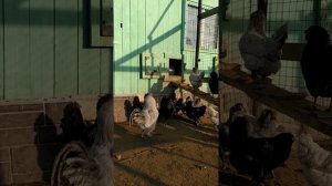 Амераукана. Сейчас в семье амераукан есть только куры голубого и лавандового окраса