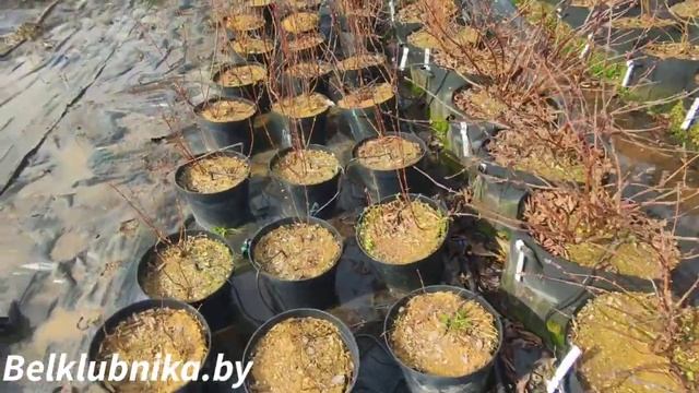 Черенкую и обрезаю жимолость. Belklubnika.by смотреть онлайн