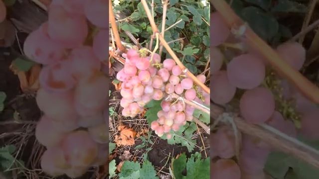 Сорт винограда Лаура смотреть онлайн