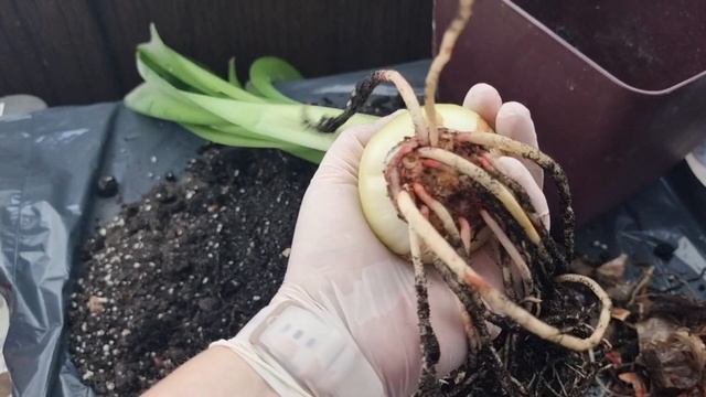 Пересадка гиппеаструма sunshine nymph смотреть онлайн