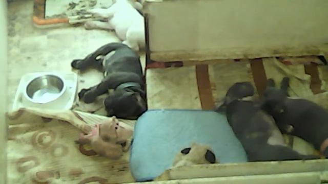 Щенки французского бульдога Феди — бои без правил смотреть онлайн