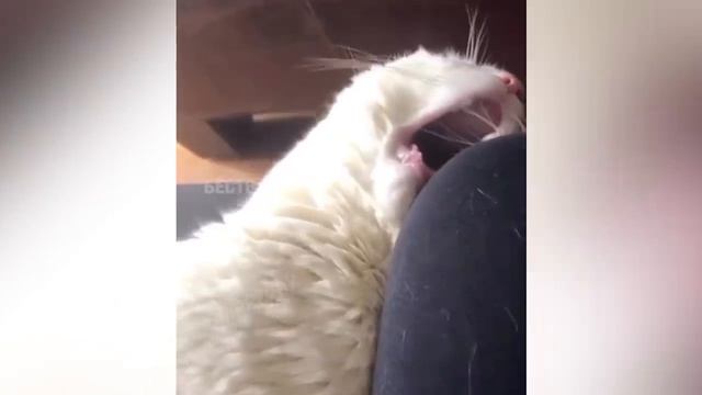 Я РЖАЛ ЦЕЛЫЙ ЧАС СМЕШНЫЕ ЖИВОТНЫЕ ТЕСТ НА ПСИХИКУ ПОПРОБУЙ НЕ ЗАСМЕЯТЬСЯ смотреть онлайн