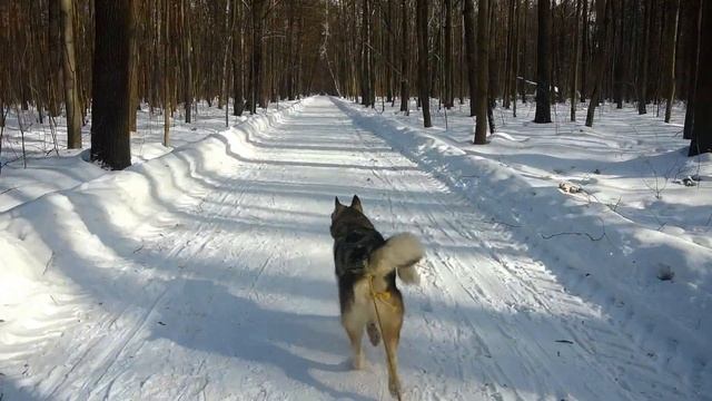 Бег с собакой на 22 км в Тимирязевском парке смотреть онлайн