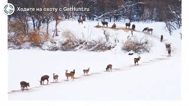 Охота в Саратовской области – Охотхозяйство "Большая Таволожка" охота на кабана смотреть онлайн