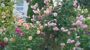 Розы-стены, Розы-ширмы в фарфоровом саду