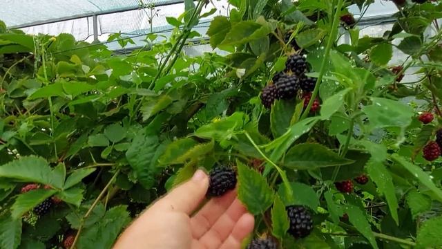 Лох Тей - ранний сорт ежевики с очень вкусной ягодой и огромной урожайностью смотреть онлайн