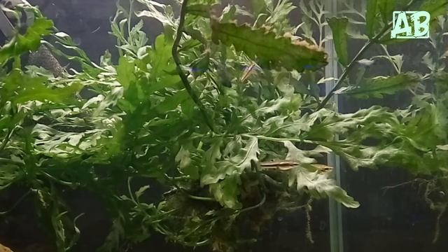 НАНО РЫБКИ ДЛЯ МАЛЕНЬКОГО АКВАРИУМА! АКВАРИУМНАЯ РЫБКА ФОРМОЗА! смотреть онлайн