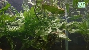 НАНО РЫБКИ ДЛЯ МАЛЕНЬКОГО АКВАРИУМА! АКВАРИУМНАЯ РЫБКА ФОРМОЗА!