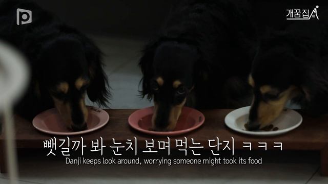 100일된 아기와 강아지가 함께 살기 좋은 집┃개꿈집 EP.3┃어바웃펫 About Pet смотреть онлайн