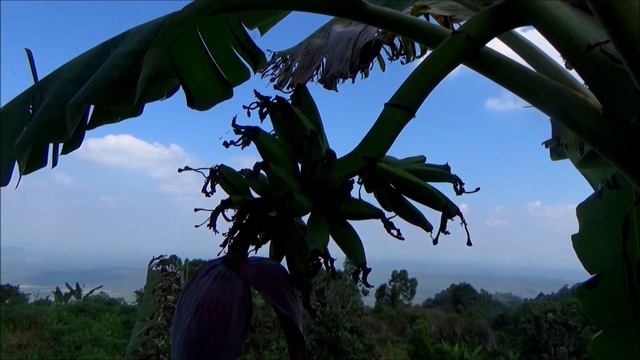 Cavendish banana (Musa acuminata) - part 1 смотреть онлайн