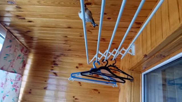 живой Angry Bird щегол защищает свою локацию смотреть онлайн