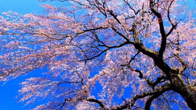 План индивидуального развития.