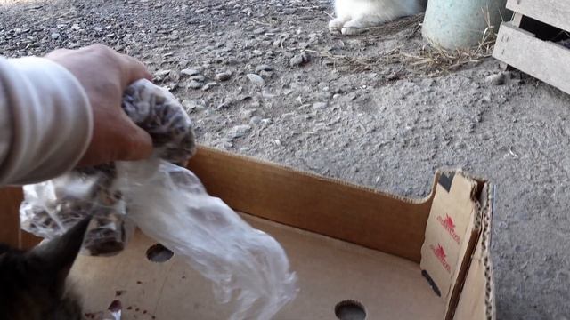 Кормлю своих пушистых друзей: помогаю нуждающимся бездомным кошкам смотреть онлайн