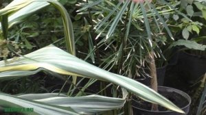 Агава — уход и размножение в домашних условиях.