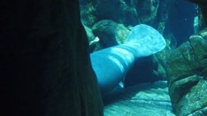 Звук Океана, песни Дельфинов и Китов. 432Гц +4d \ REAL Ocean sound, Dolphins & Whales, 432Hz + 4d