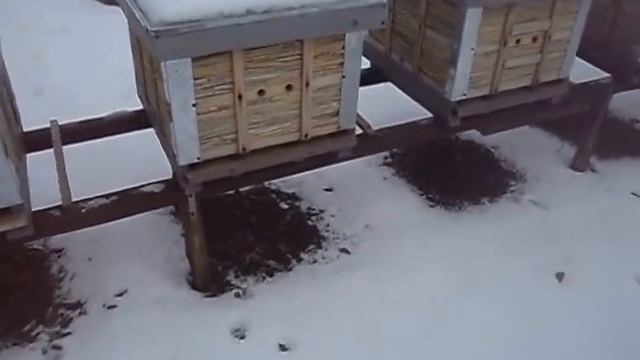 ОБЗОР ЗИМОВКИ ПЧЕЛ В УЛЬЯХ ИЗ КАМЫША смотреть онлайн