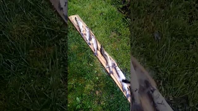 как быстро почистить щуку смотреть онлайн