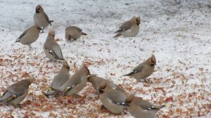 Свиристели, среда обитания, питание и размножение
