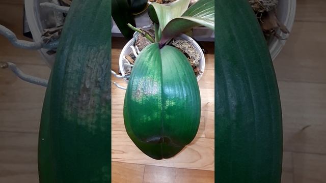 ???Ожог от фитолампы. смотреть онлайн