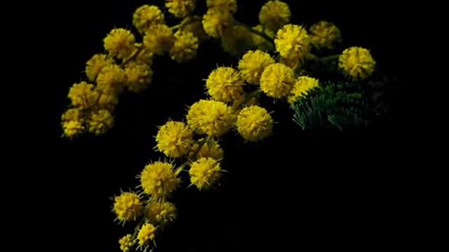 Душата ми не познава времето(забравих да ти кажа...).wmv смотреть онлайн