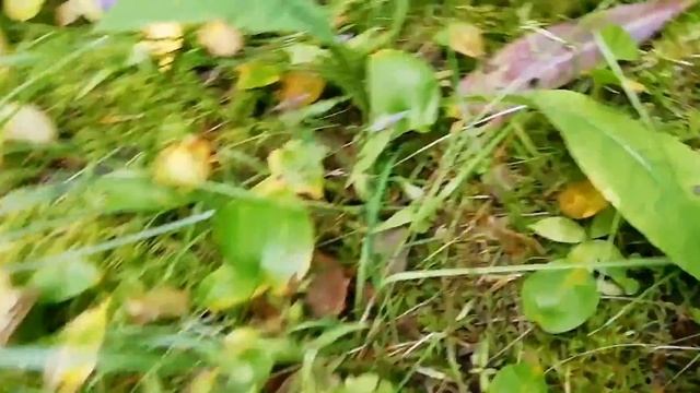 Лисички пошли массово! Сбор грибов в Подмосковье. Август 2019. Часть 2.