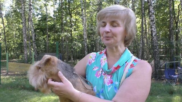 Лейкленд терьер на ilikepet. Особенности породы, уход смотреть онлайн